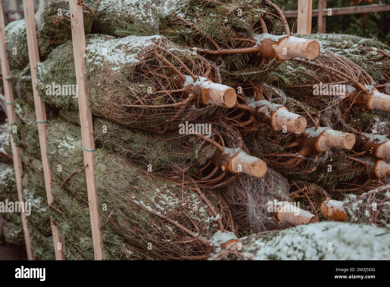 Christmas trees for sale. Stacked in high bundles in warehouse parking detail. Fresh cutted green pine trees for christmas and preserved or wrapped in Stock Photo
