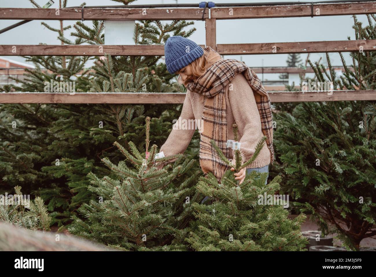Beautiful girl chooses a Christmas tree. A beautiful girl in a blue cap ...