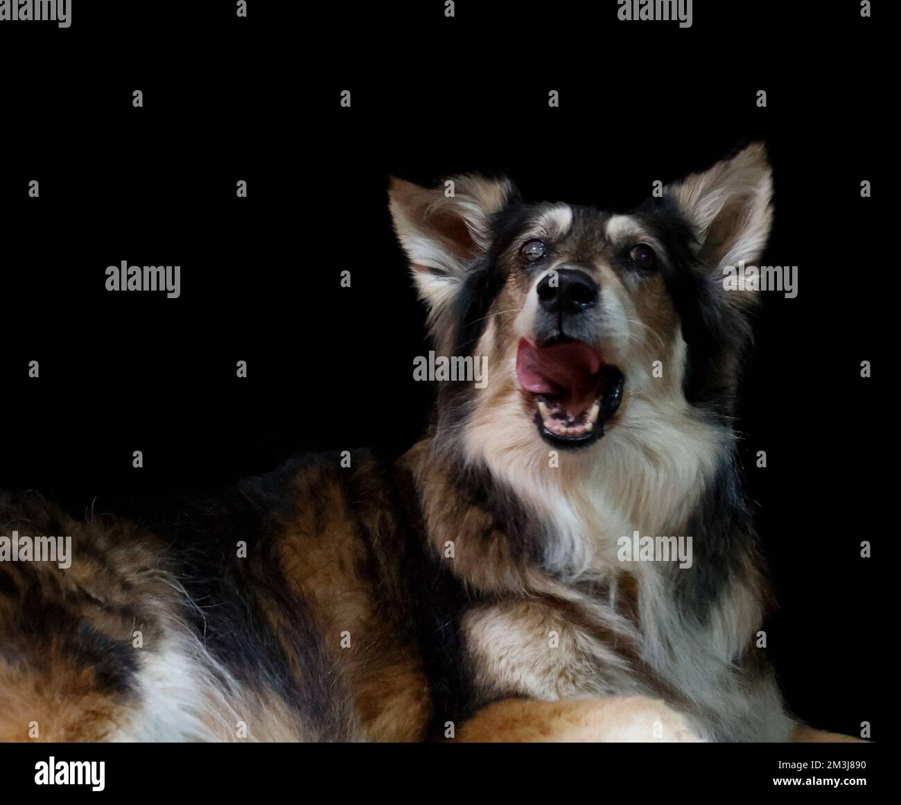 A cute fluffy Australian Shepherd with big ears isolated on an empty ...