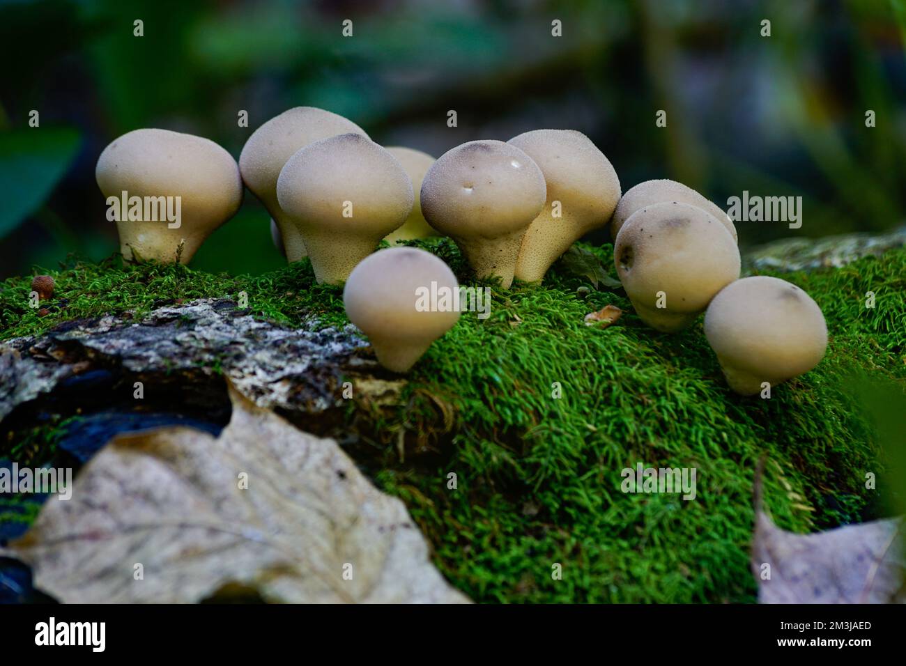 mushrooms in woods Stock Photo