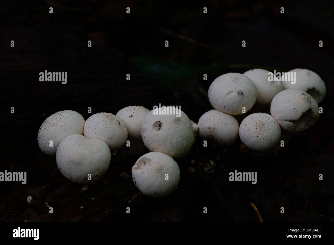 poofballs on forest floor Stock Photo