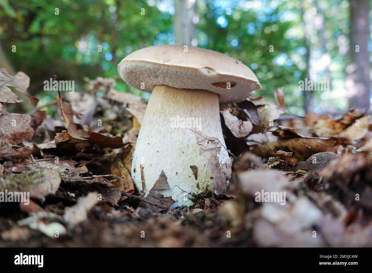 Gemeine Steinpilz (Boletus edulis), Fichten-Steinpilz, Hessen ...