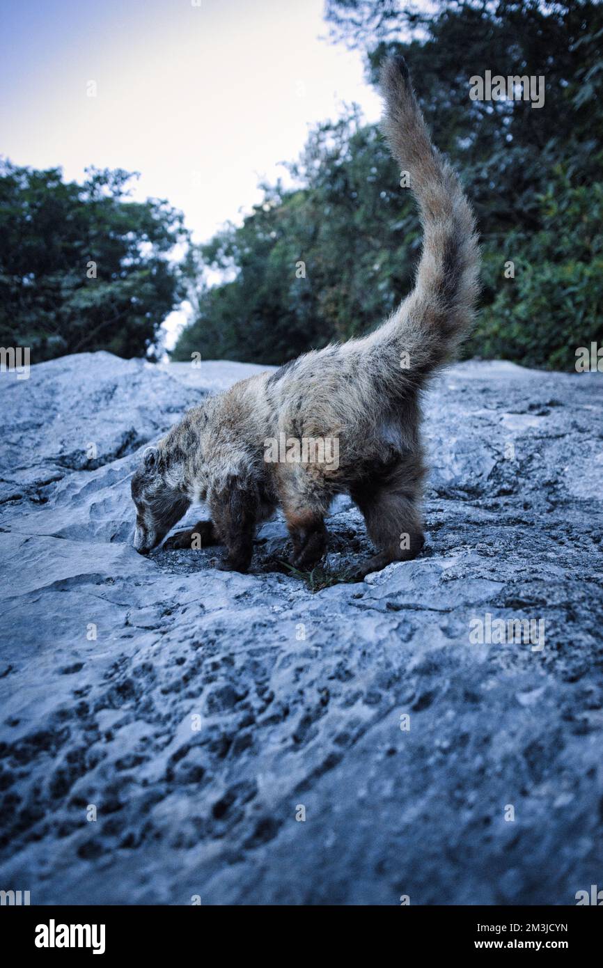 Wild animals in Mexico Stock Photo Alamy