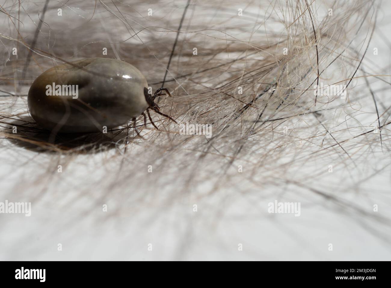 Huge gross Tick, on fur, close up of a parasite with copy space Stock Photo