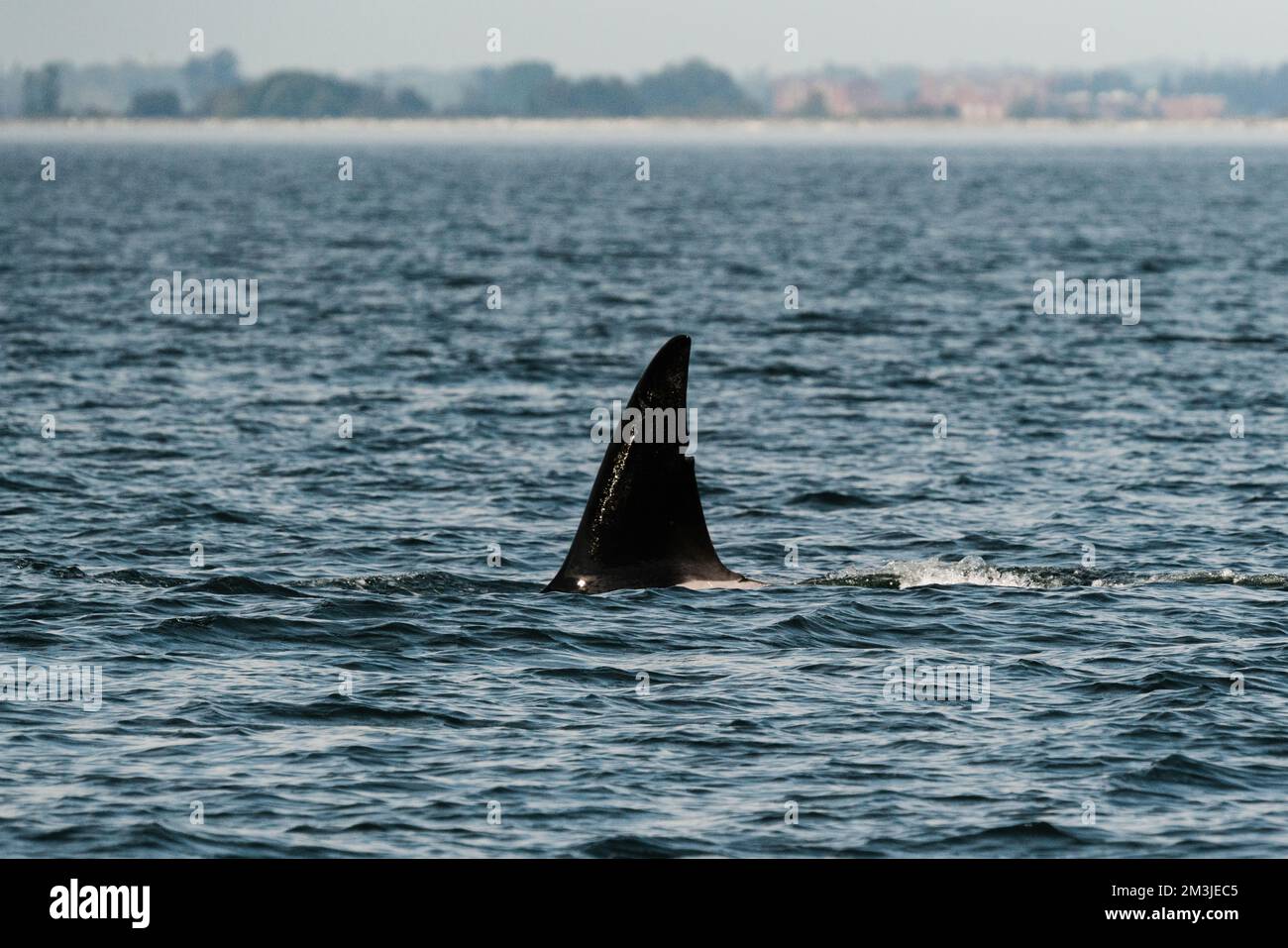 Closeup View Of The Dorsal Fin Of Transient Killer Whale T037A2 Stock 