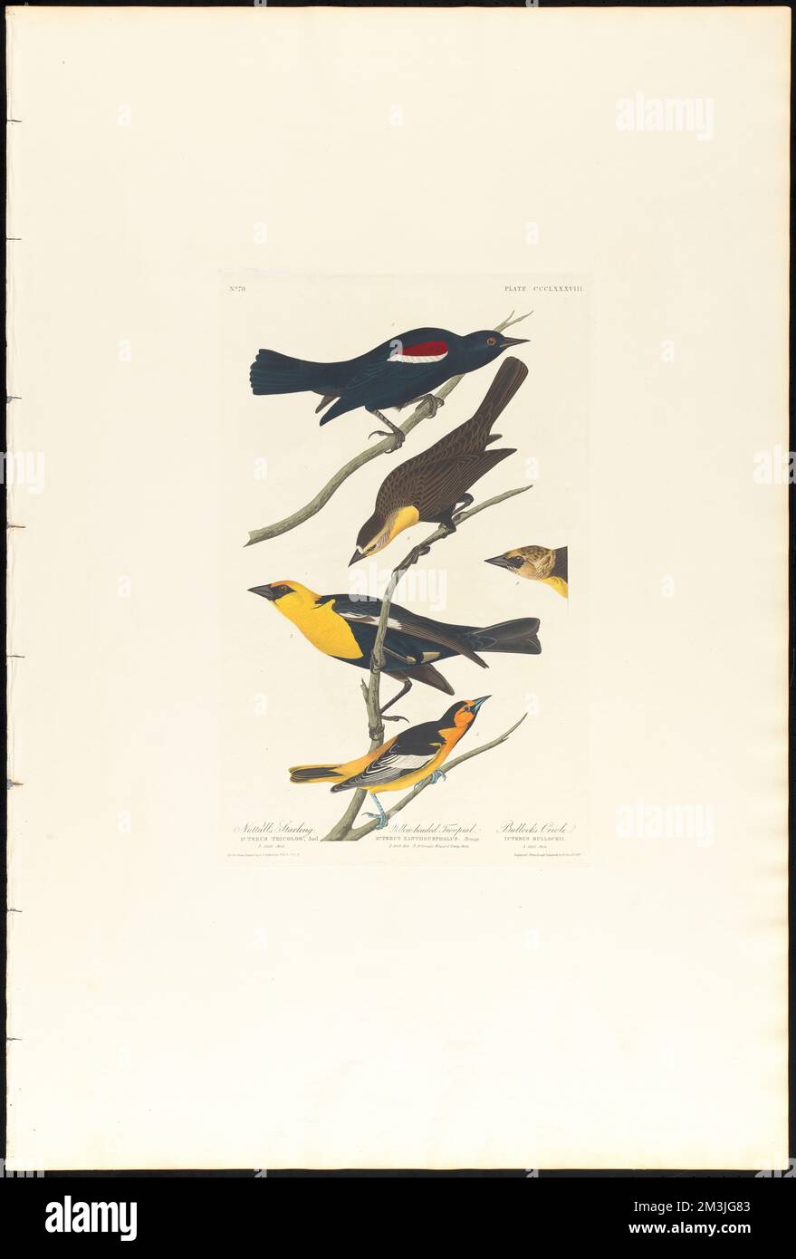 Nuttall's starling. Yellow-headed troopial. Bullock's oriole : Icterus tricolor, Aud. 1. Adult male. Icterus xanthocephalus, Bonap. 2. Adult male. 3. Do. Female. 4. Head of young male. Icterus bullockii. 5. Adult male. c.1 v.4 plate 388 , Birds, Northern oriole, Tricolored blackbird, Yellow-headed blackbird. The Birds of America- From Original Drawings by John James Audubon Stock Photo