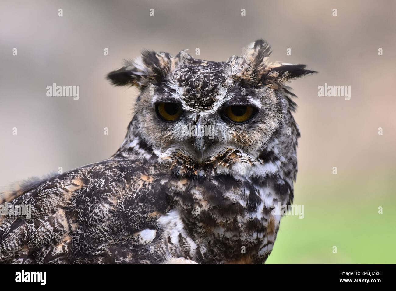 A Virginian Owl species  seen in its habitat during a species conservation program, the zoo has 1803 animals in captivity at Chapultepec Zoo. Stock Photo