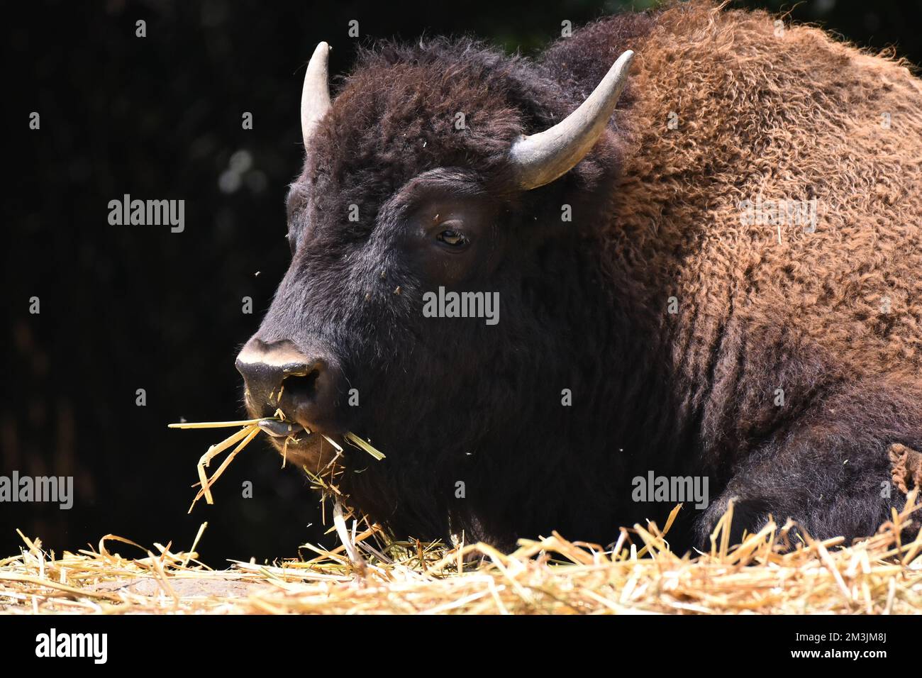 An American Bison species  seen in its habitat during a species conservation program, the zoo has 1803 animals in captivity at Chapultepec Zoo. (Photo Stock Photo