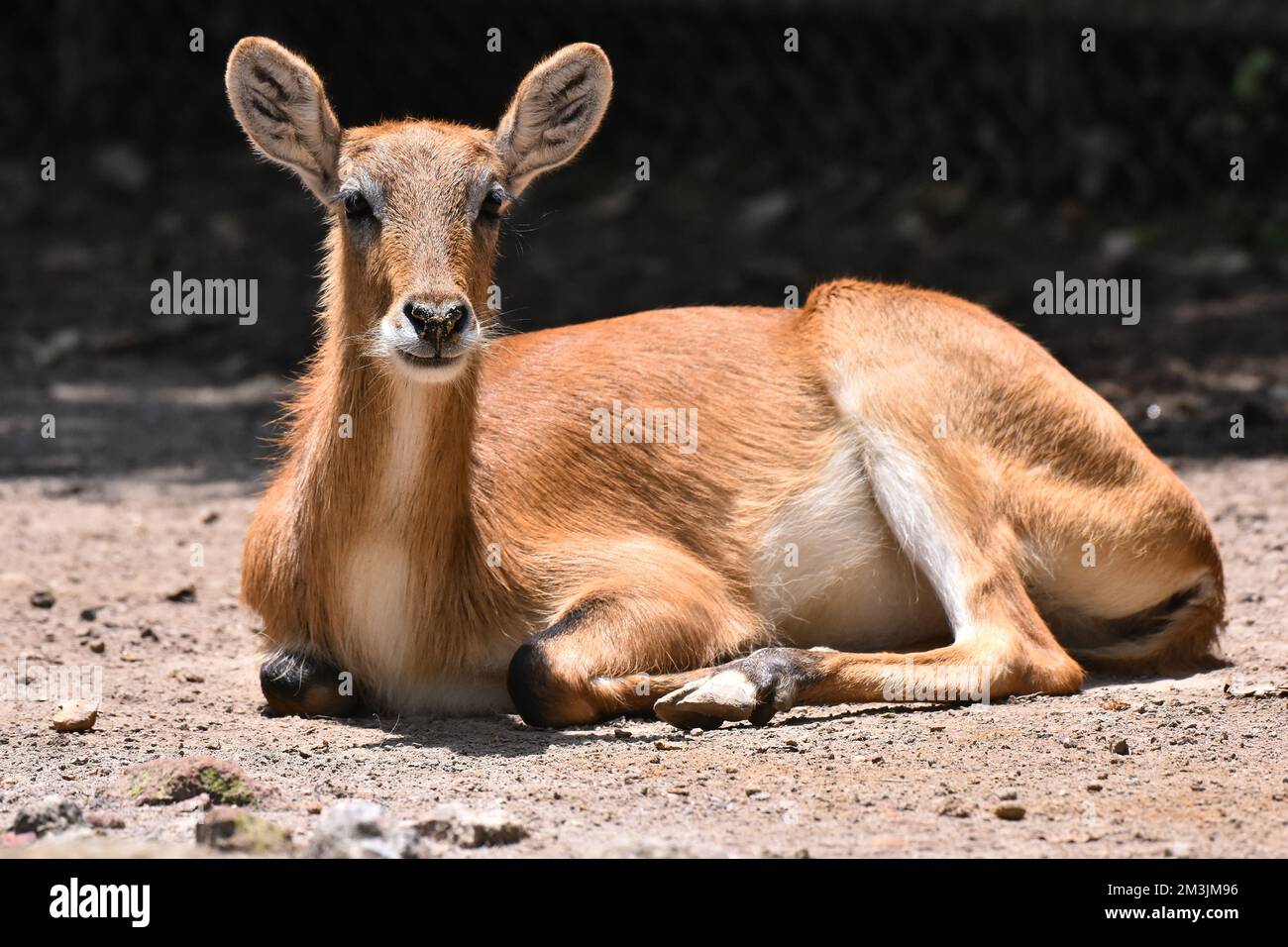 A Impala species  seen in its habitat during a species conservation program, the zoo has 1803 animals in captivity at Chapultepec Zoo. Stock Photo