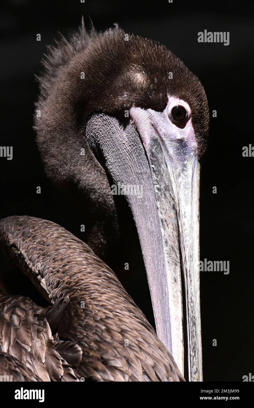 A Brown Pelican species  seen in its habitat during a species conservation program, the zoo has 1803 animals in captivity at Chapultepec Zoo. Stock Photo
