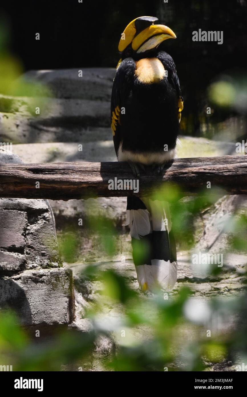A Great Hornbill species  seen in its habitat during a species conservation program, the zoo has 1803 animals in captivity at Chapultepec Zoo. Stock Photo