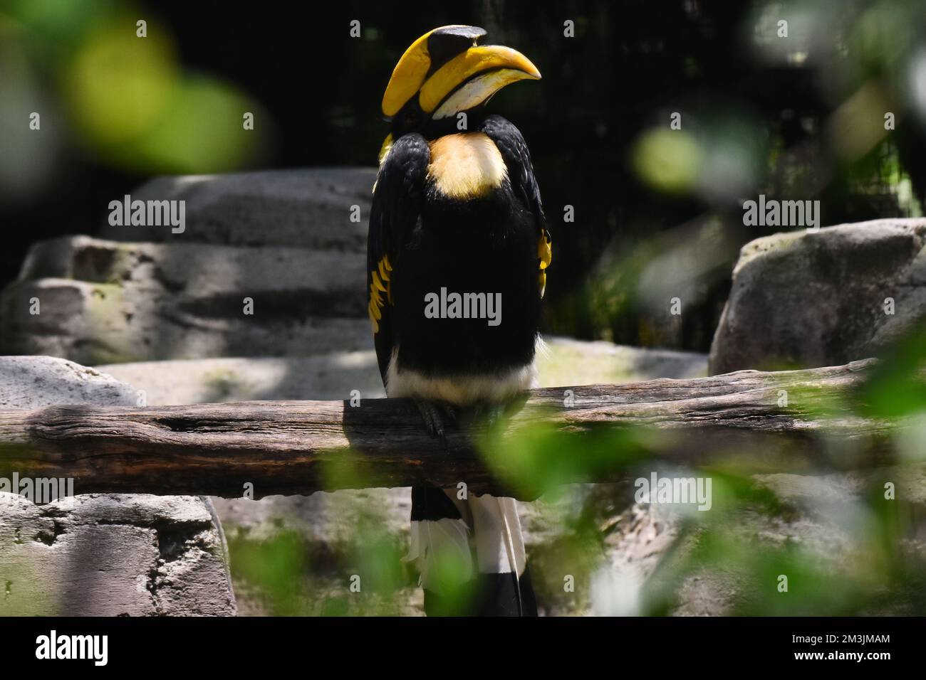 A Great Hornbill species  seen in its habitat during a species conservation program, the zoo has 1803 animals in captivity at Chapultepec Zoo. Stock Photo