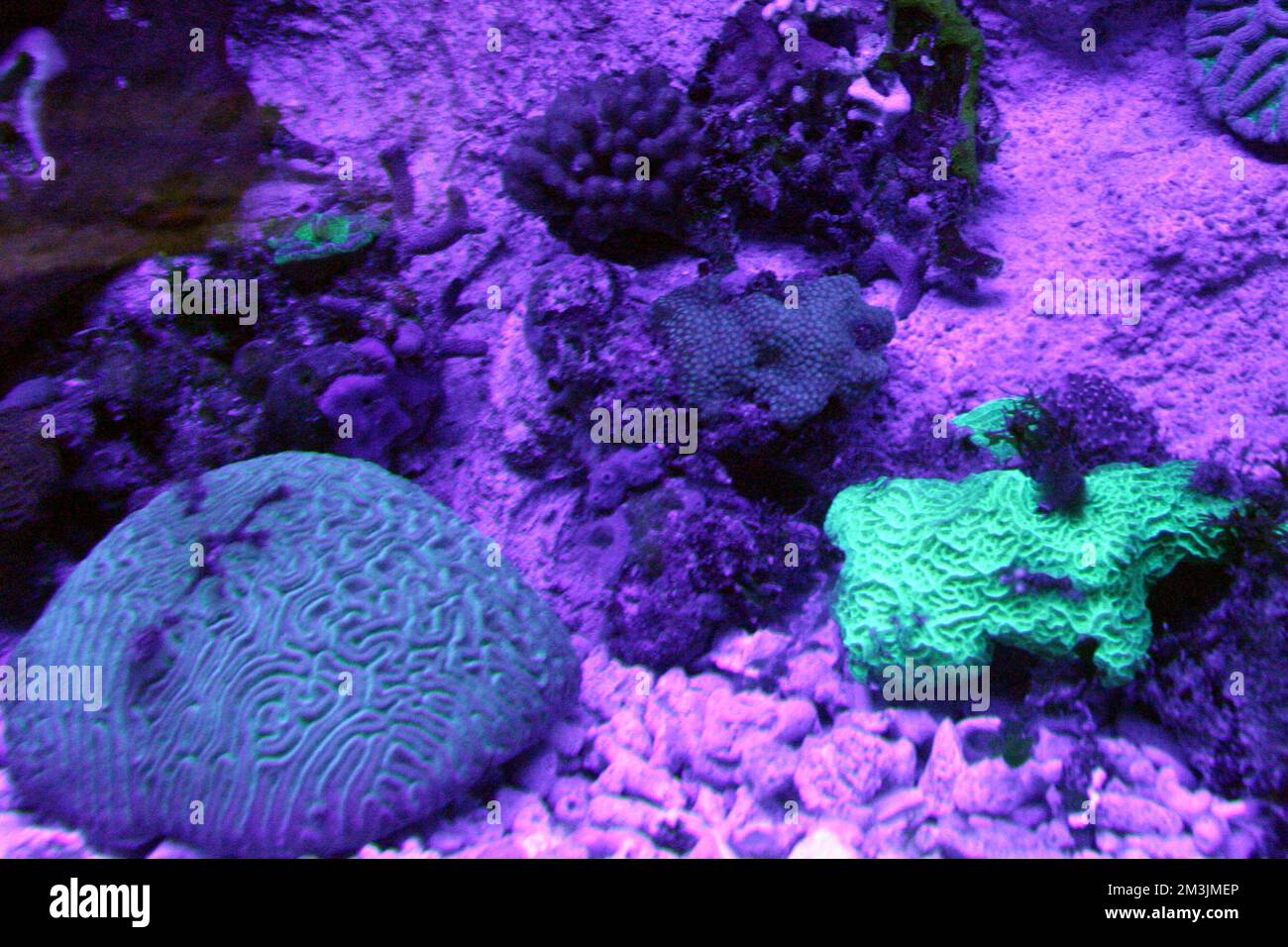 The coral reef Aquarium exhibits the biodiversity of the multicolored