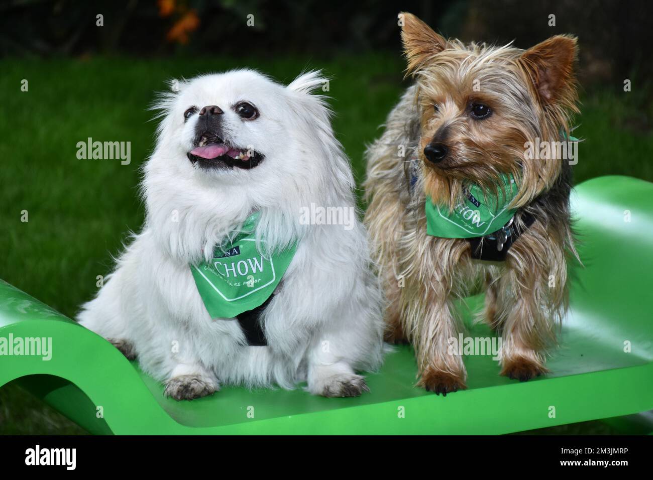 Portrait of a  An Albino Pekingese dog is seen on a park in Mexico City Stock Photo