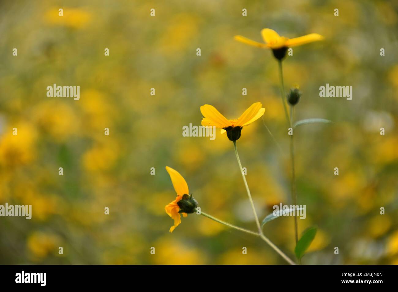 Wild plant Bidens ferulifolia of the daisy family, a yellow plant that