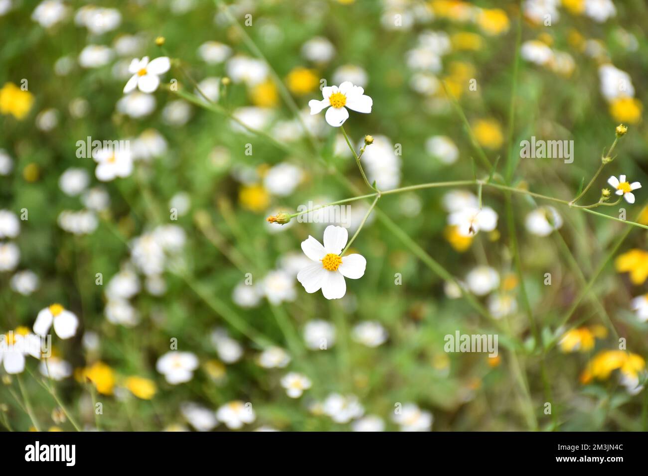 Wild plant Bidens ferulifolia of the daisy family, a yellow plant that