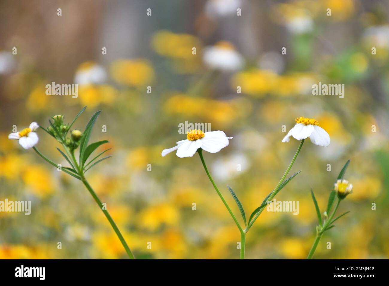 Wild plant Bidens ferulifolia of the daisy family, a yellow plant that