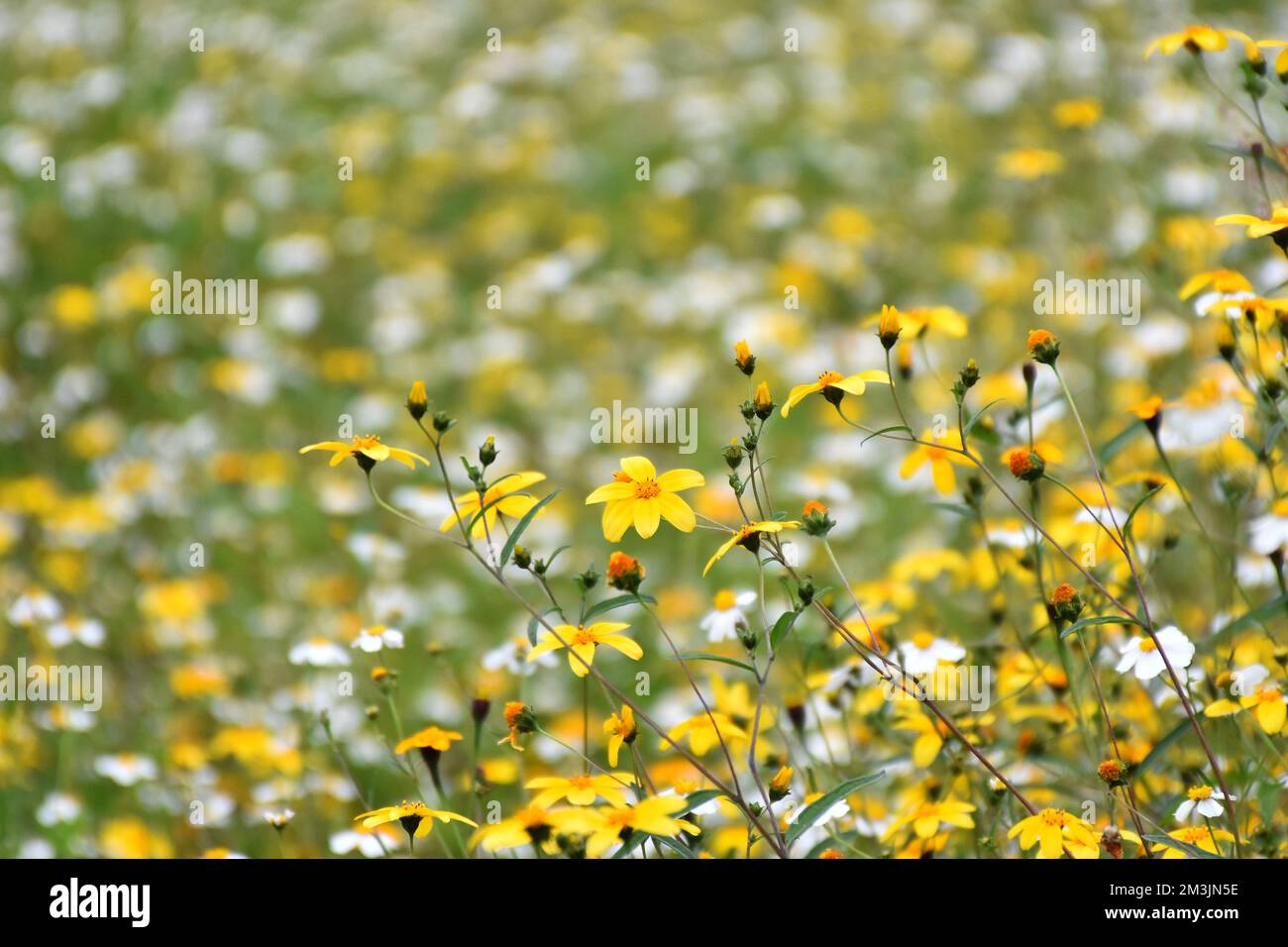 Wild plant Bidens ferulifolia of the daisy family, a yellow plant that