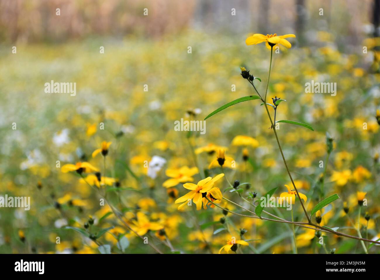 Wild plant Bidens ferulifolia of the daisy family, a yellow plant that