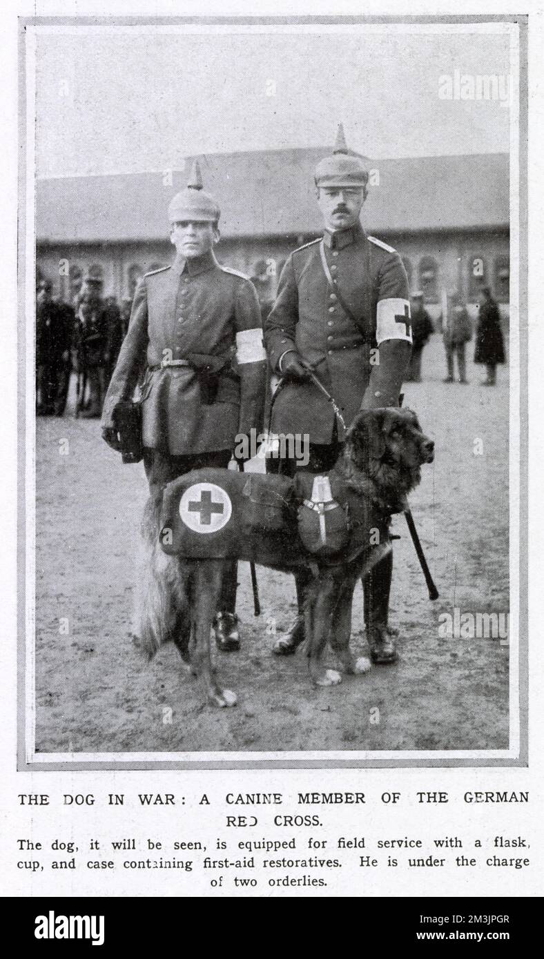 A Canine member of the German Red Cross, seen with two orderlies, equipped for field service with a flask, cup and first-aid case. Dogs were used frequently, particularly by the Germans, during World War I, as auxiliaries in ambulance work, and for sentry and patrol work. Stock Photo