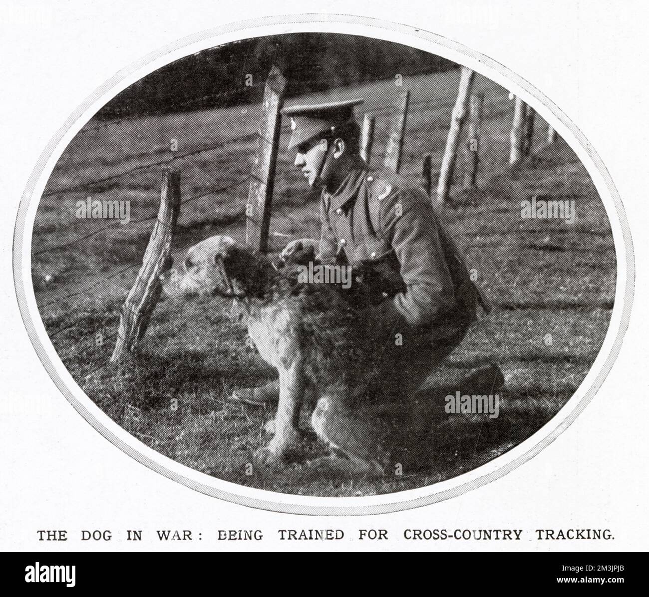 A British war-dog being trained for cross-country work. Dogs were used frequently, particularly by the Germans, during World War I, as auxiliaries in ambulance work, and for sentry and patrol work. Stock Photo