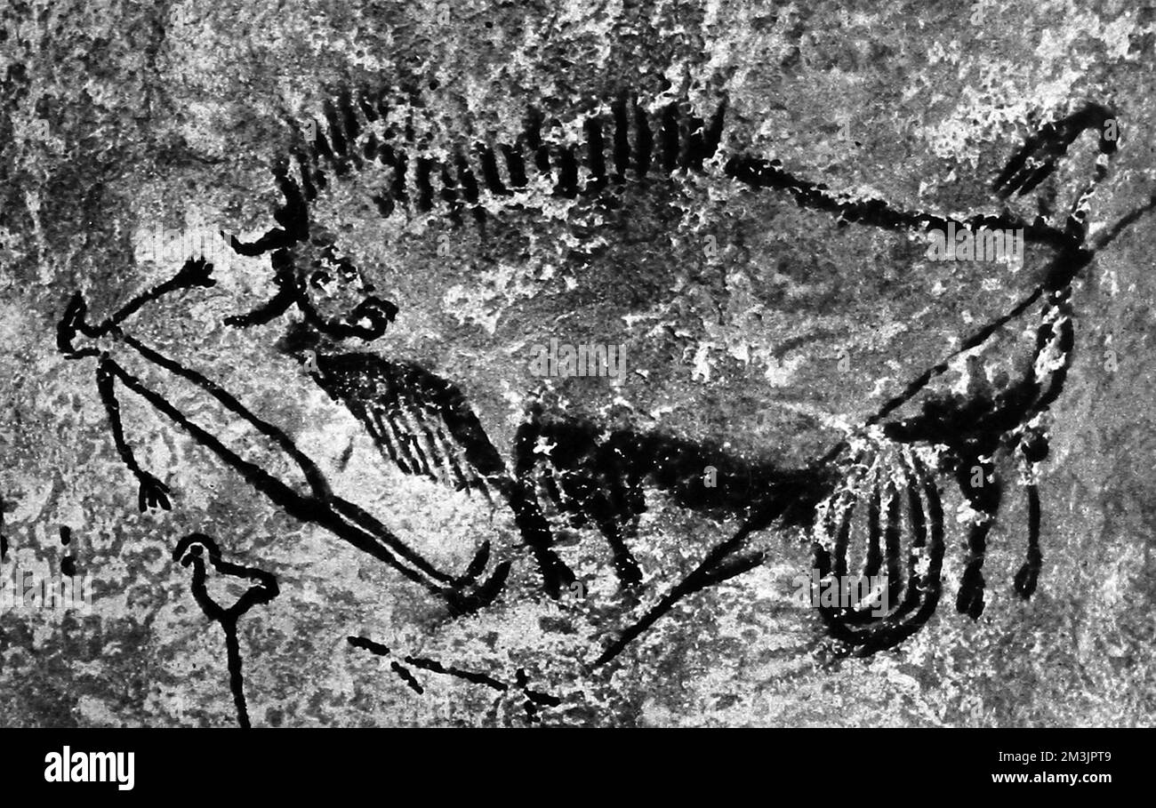 A hunting scene, a bison wounded with the huntsmans spear, charging the hunter down. The image is thought to be a funeral emblem. Cave art discoveries in the Dordogne were left by the Aurignacians who sought refuge in the latter part of the Glacial Age, 20000 years previously.     Date: 1942 Stock Photo