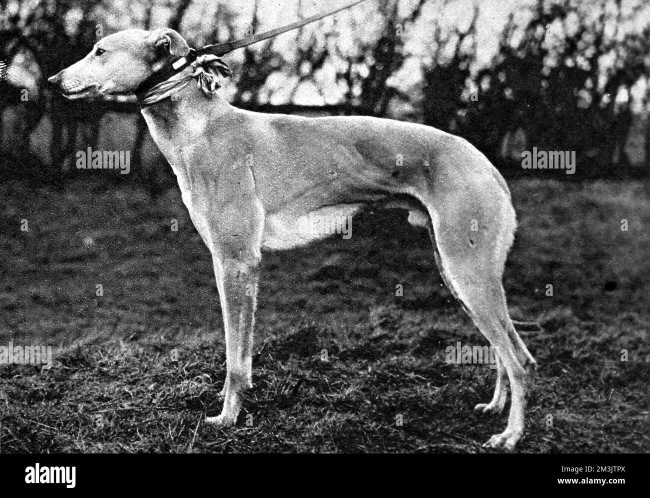 Photograph of the greyhound 'Jovial Judge', owned by Mr. J.L. Jarvis and trained by Mr. Denny Smith; the Winner of the 1926 Waterloo Cup.  'Jovial Judge' beat 'Running Rein' by two lengths over the deciding course, on the 19th February.     Date: 1926 Stock Photo
