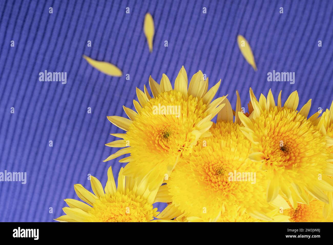 Yellow chrysanthemum flowers on the background of blue knitted fabric. Top view. Stock Photo