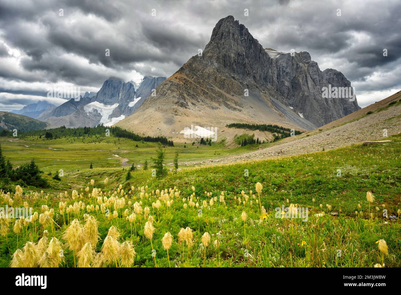 Wildflowers british columbia hi-res stock photography and images - Alamy