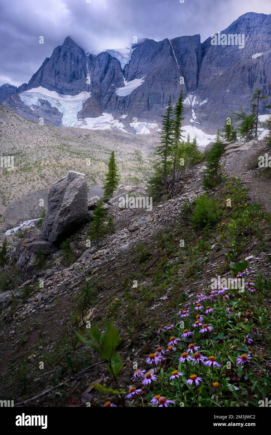Wildflowers in glacier hi-res stock photography and images - Alamy