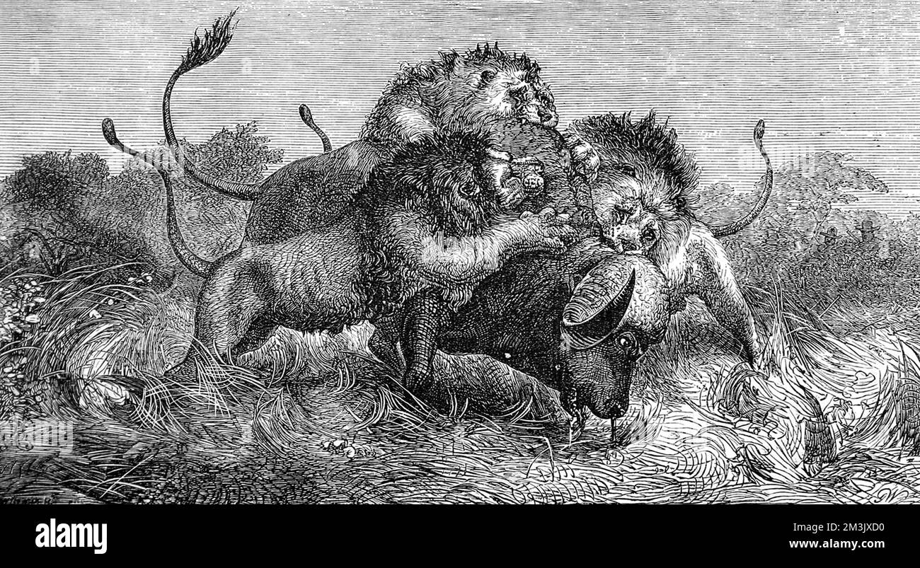 Three lions attacking a large buffalo, as seen and sketched by Mr. Oswell and Major Vardon on a trip to South Africa.  1857 Stock Photo