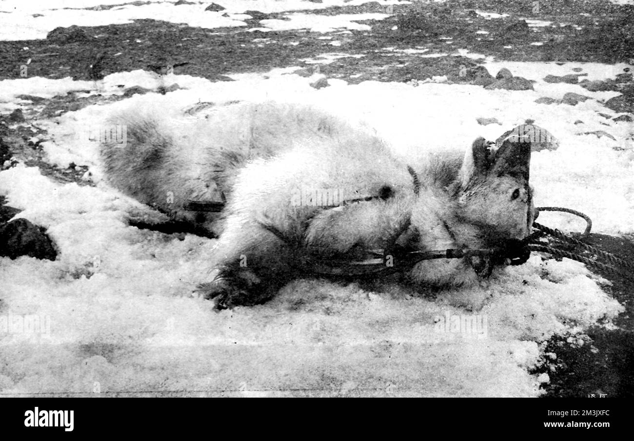 Photograph of a Polar bear shot dead by Frederick Jackson, during the Jackson-Harmsworth Polar Expedition, at Elmwood, Franz Josef Land, 1896.  The Jackson-Harmsworth Expedition went to Franz Josef Land with the intention of making an attempt to reach the North Pole. However, while preparing for their attempt, Fridtjhof Nansen and his companions of the 'Fram' expedition found them. Nansen warned Jackson off making an attempt for the North Pole and Jackson was happy to look after Nansen's tired group and convey them back to safety.     Date: 1896 Stock Photo