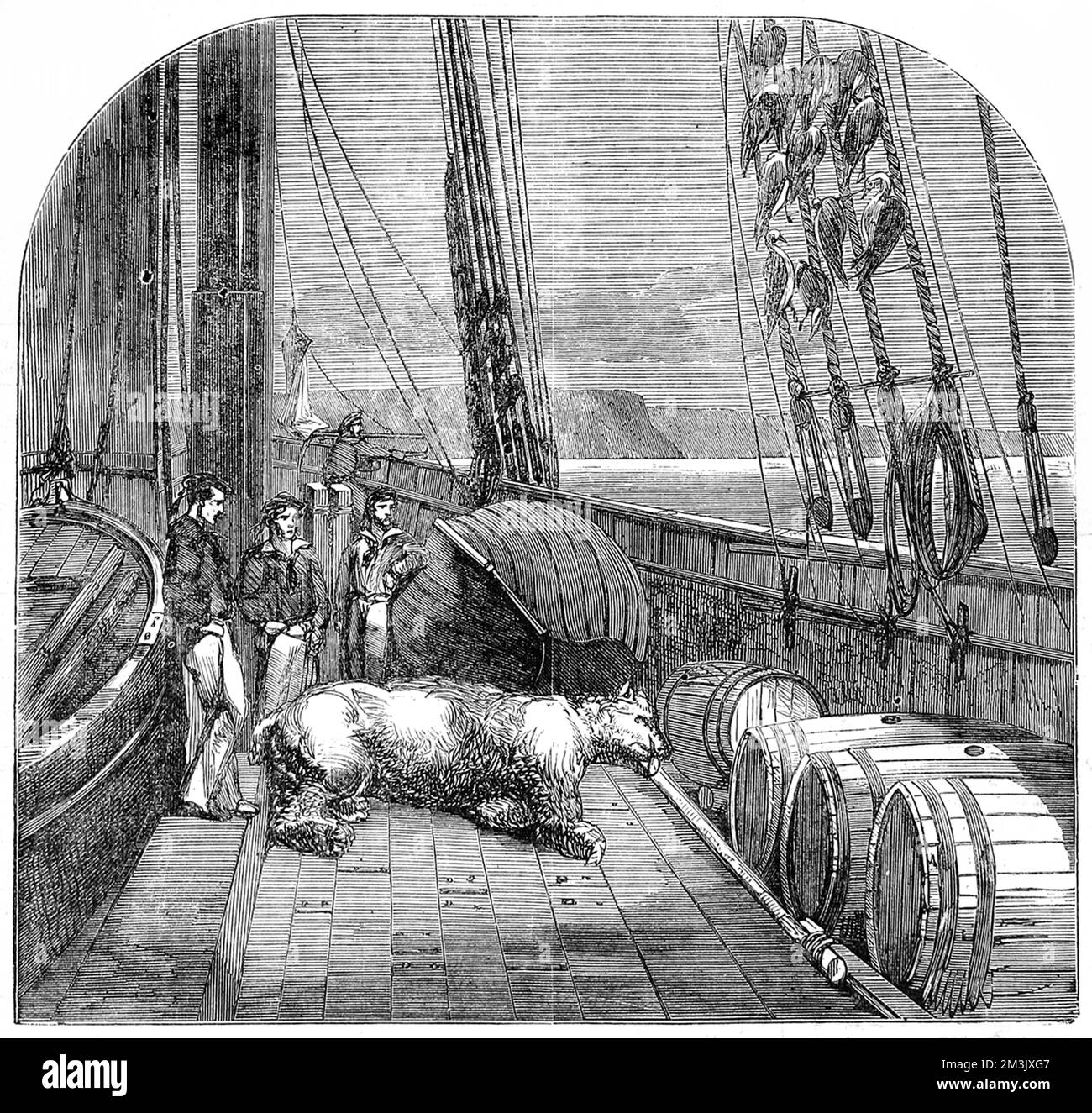 A dead polar bear on the deck of the yacht 'Fox', 1859. The 'Fox', commanded by Captain F.L. McClintock, went to the Arctic region in search of Sir John Franklin's ill-fated Arctic expedition of 1845.    In 1845 the British Admiralty sent two polar exploration ships, HMS 'Erebus' and HMS 'Terror', to look for the Northwest passage round the northern coast of Canada. The expedition, commanded by Sir John Franklin, disappeared from view late in 1845 and none of the men were ever seen again.   In fact the ships made it to the King William Island region, then got stuck in the ice. With su Stock Photo