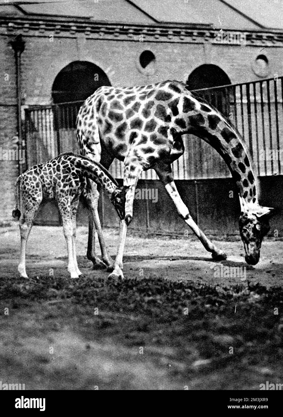 Photograph of a female giraffe and its baby at the London Zoological Gardens, London, 1922.     Date: 1922 Stock Photo
