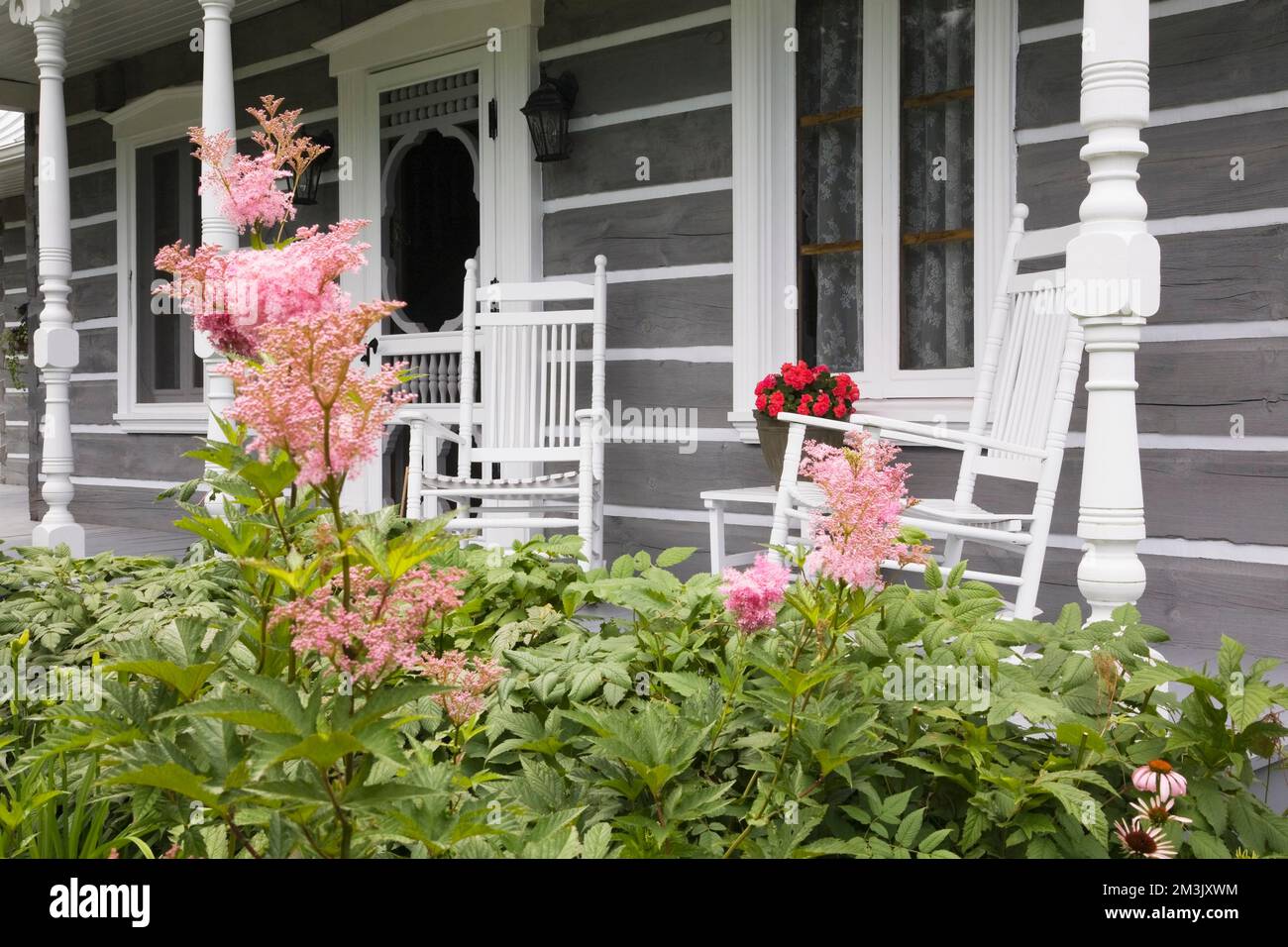 Filipendula rubra 'Venusta' - Pink Queen-of-the-Prairie flowers and white rocking chairs on veranda of grey log home. Stock Photo