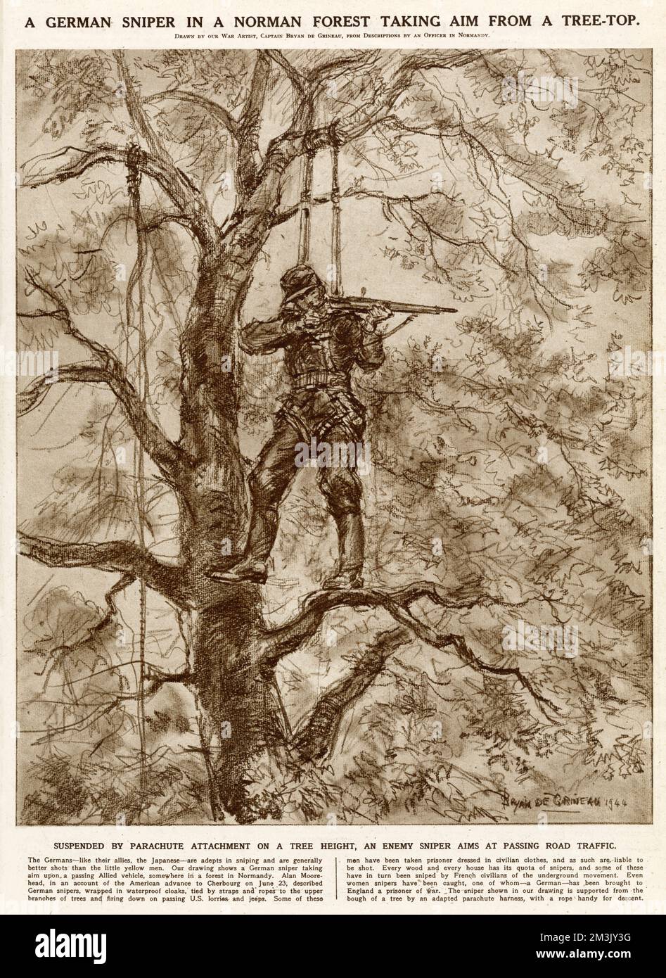 German sniper, suspended in a tree by a parachute-style attachment, taking aim at nearby Allied troops, Normandy, 1944.   The rope to the left of the sniper was made ready for a quick descent, if required. Stock Photo
