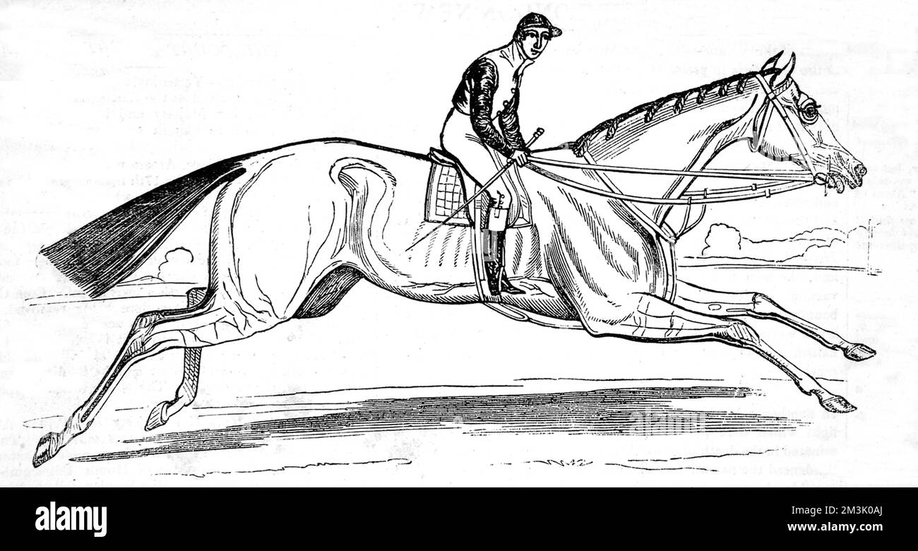 Engraving of the racehorse, 'Beeswing', winner of 54 races and 24 Gold