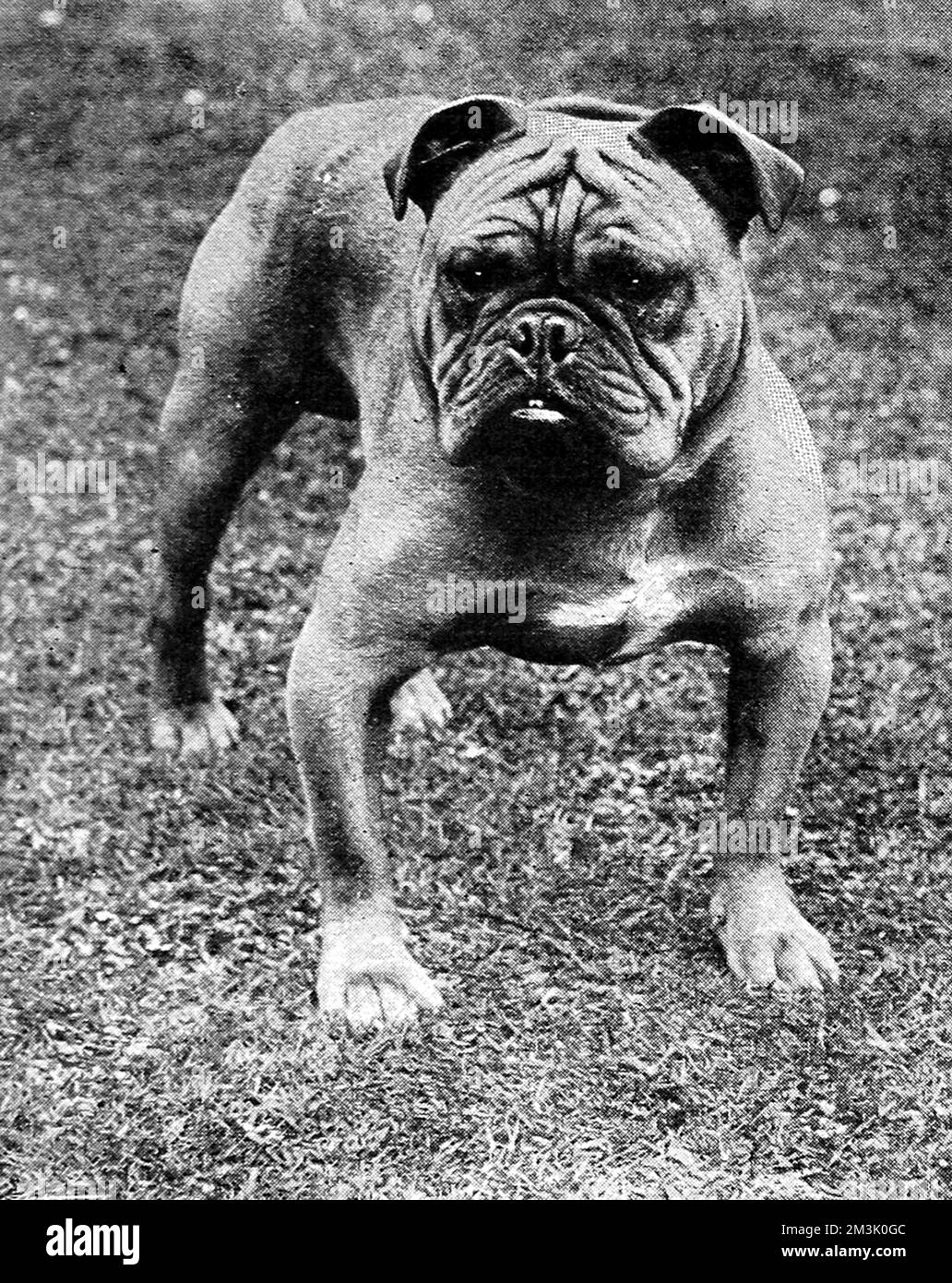 Mr. Sam Woodiwiss's Champion Bulldog 'Baron Sedgemere', pictured when a two and a half year old. 'Baron Sedgemere' was the offspring of 'Stockwell' and 'Champion Blackberry' and its siblings included 'Barney Barnato' and 'Baroness Sedgemere'. Stock Photo