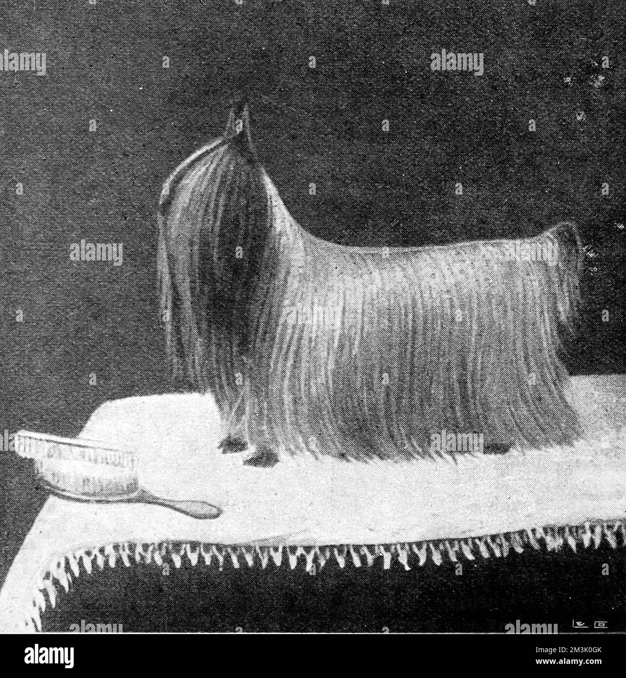 Photograph of a tiny blue-and-silver Yorkshire Terrier, called 'Ashton Ted '95'; an award-winning animal at the Brighton and Ealing Dog shows of 1896.  1896 Stock Photo