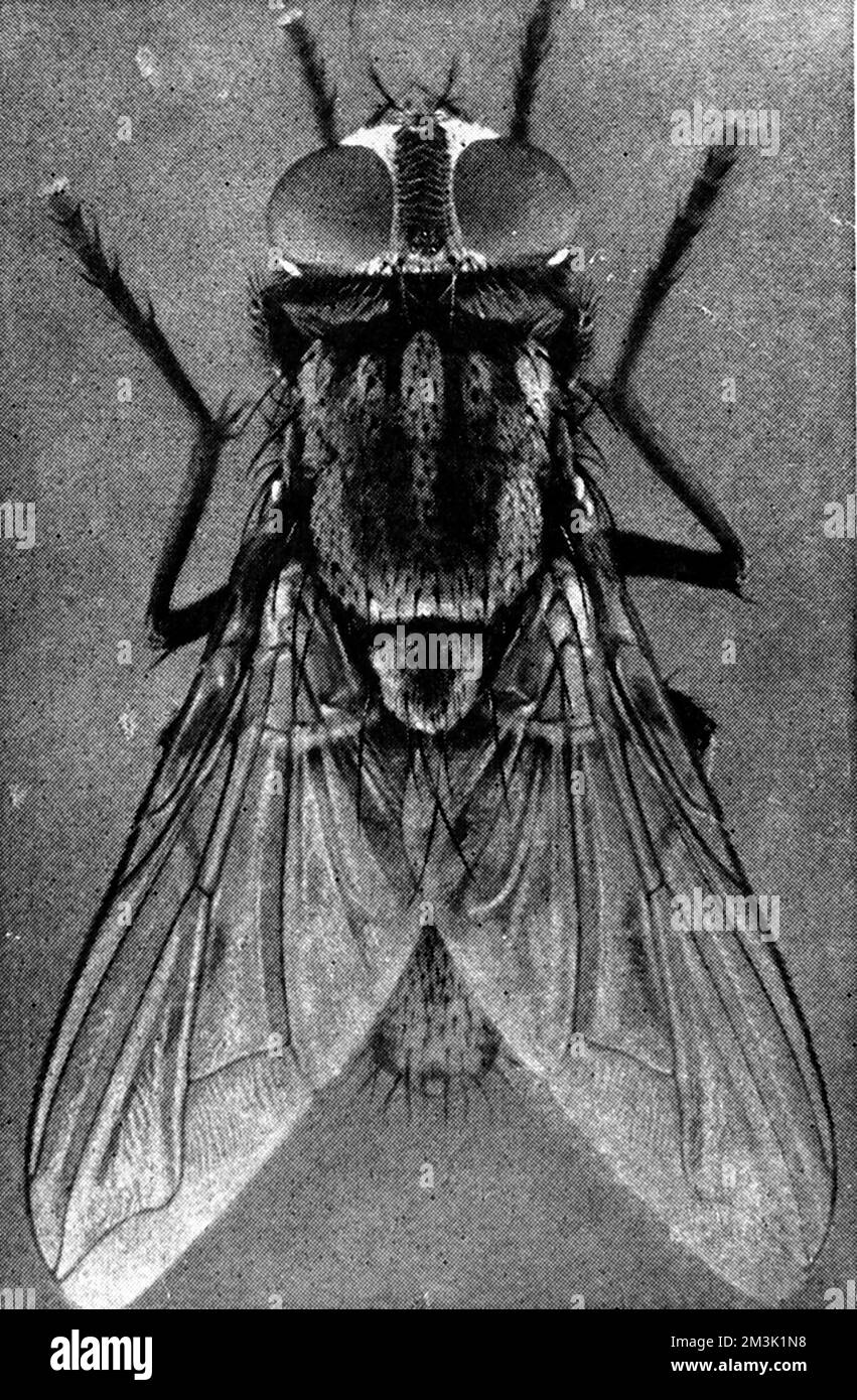 A close-up of a female house-fly, viewed from above, 1911.  1911 Stock Photo