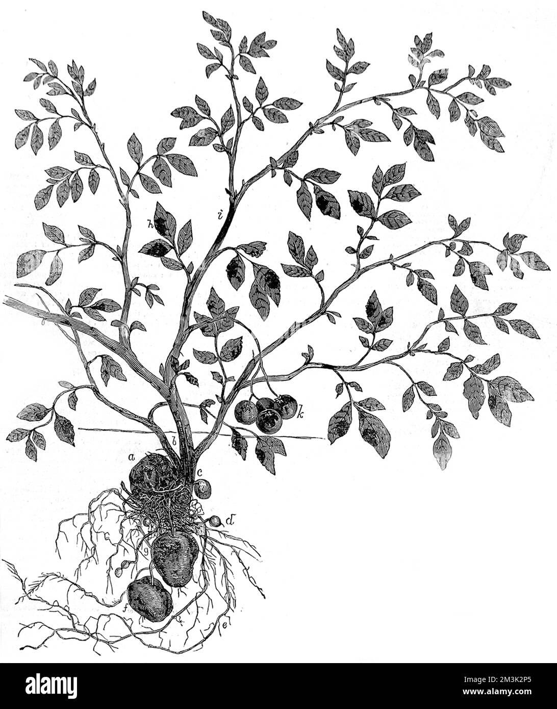 The onset of disease in the potato plant. The potato crop was the staple diet of the Irish rural population. When potato blight resulted in a ruined crop in 1846, over 1 million Irish citizens died, with a further 1-2 million emigrating. A general view of the plant with roots, tubers, fruits, or apples and leaves.   1846 Stock Photo