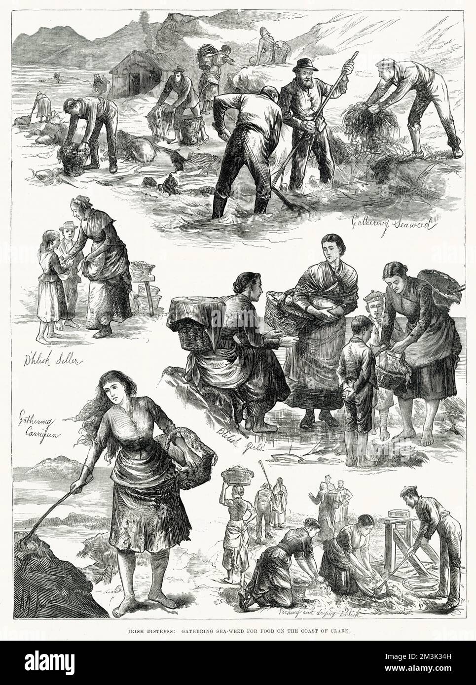 Scenes showing men, women and children gathering seaweed for food on the coast of Clare, west of Ireland. They are also shown picking, drying and selling 'd'hlisk', and gathering 'corrigan'. These alternatives were necessary due to the failure of the staple crops such as pototoes. Stock Photo