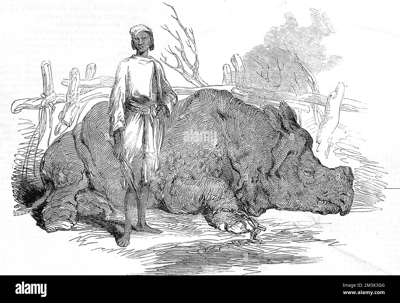 A chained Rhinoceros, found by British forces when they captured the camp of Rundheer Singh, a famous robber chief of Bengal, India.  1852 Stock Photo