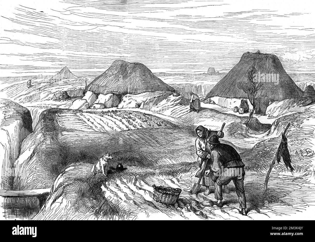 Cultivation in a bog village in County Roscommon. Peasants farm the land while a dog looks on. Village dwellings border the fields and other women can be seen in the background working on the land. Stock Photo
