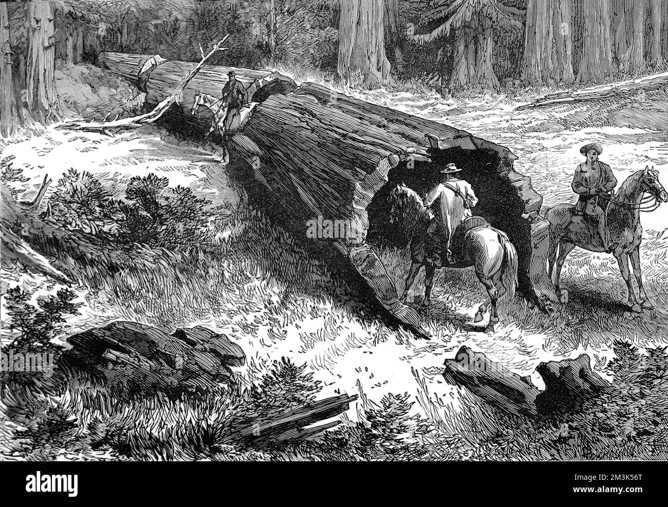 Three men on horseback next to a fallen giant sequoia tree, California, 1877. This particular tree, it seems, was hollow enough for a man to ride through on horseback.  1877 Stock Photo