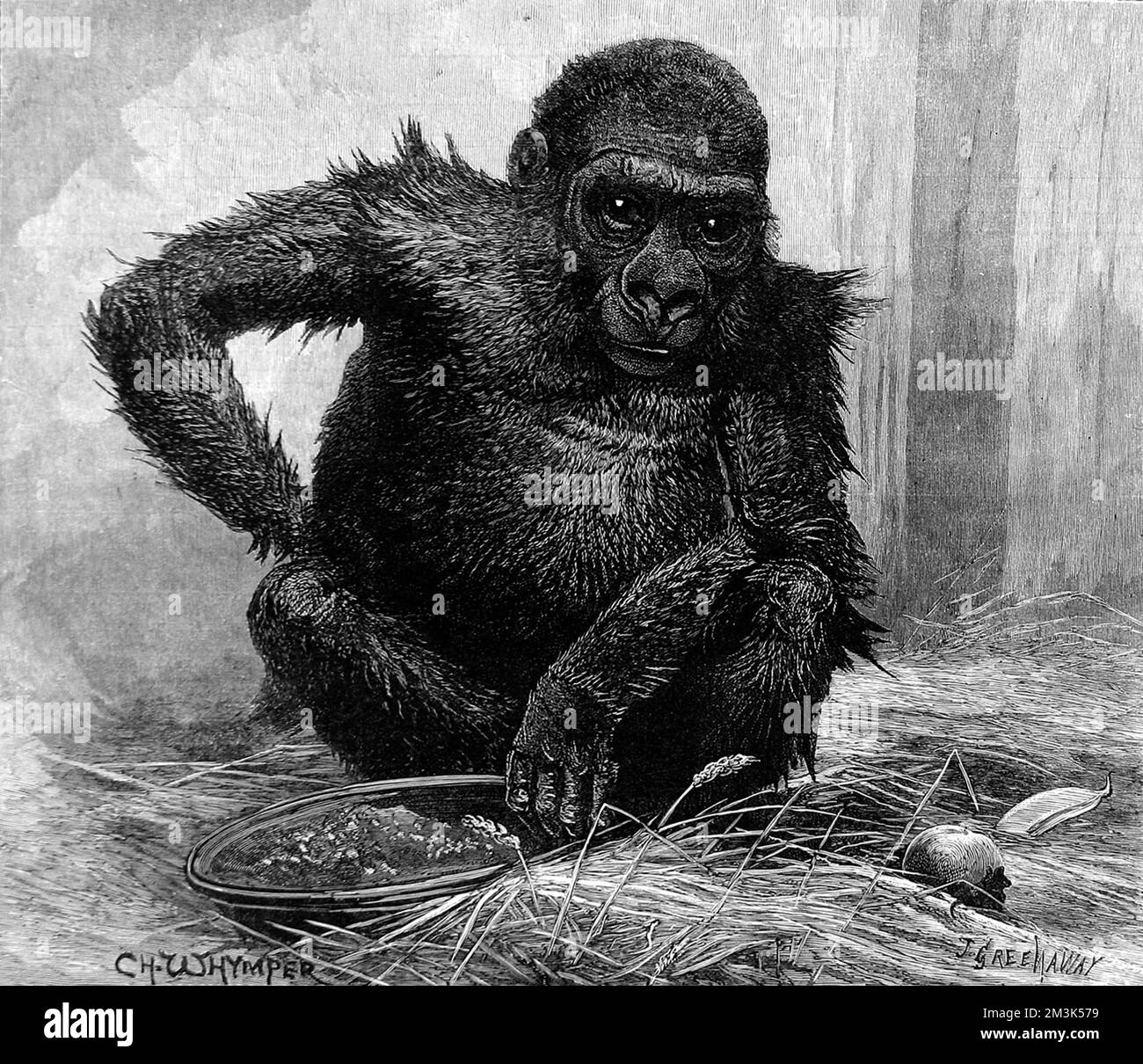 First gorilla to join the collection at the Zoological Society's Gardens (London Zoo).  1887 Stock Photo