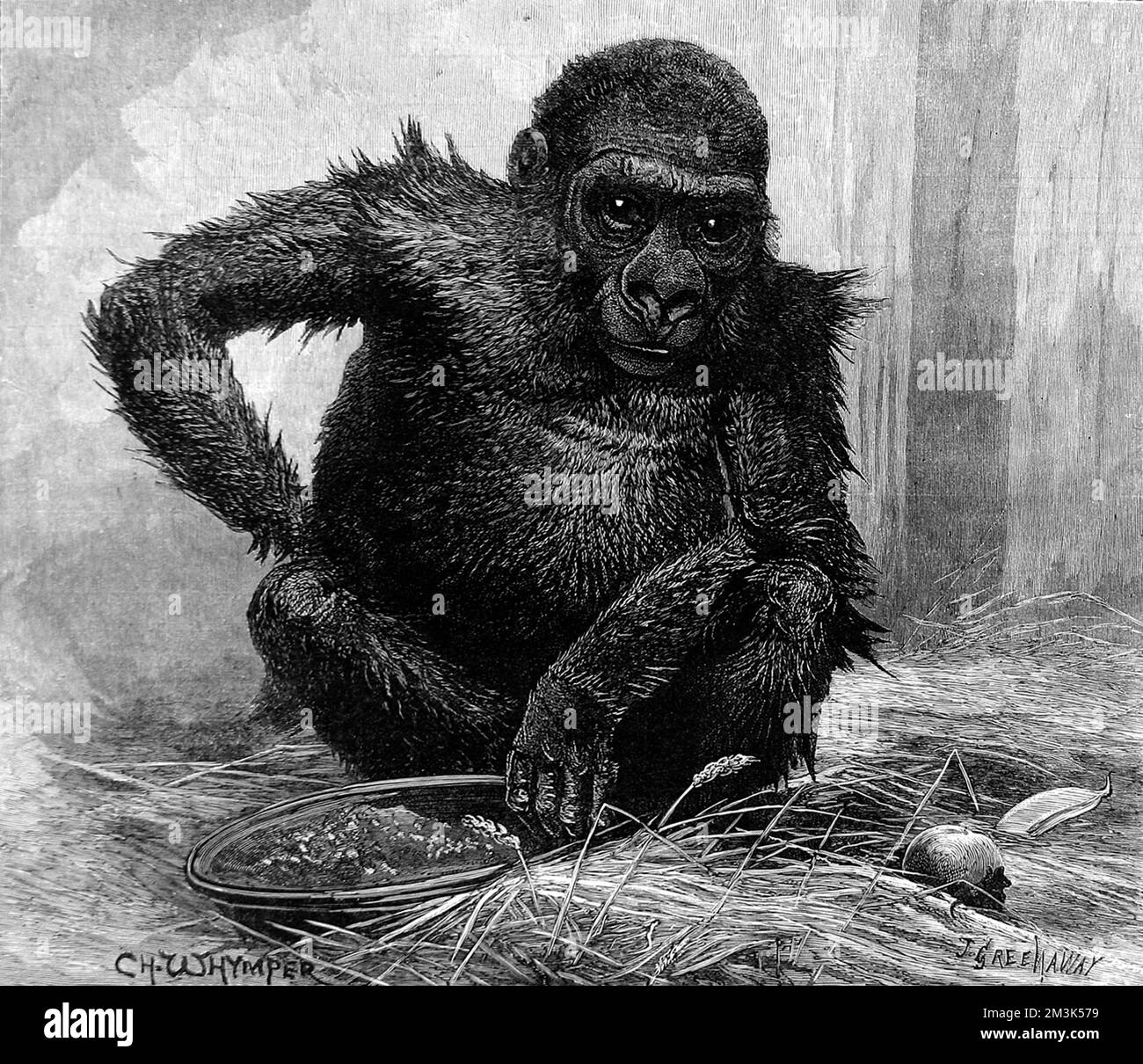 Gorilla at London Zoo, 1887 Stock Photo - Alamy