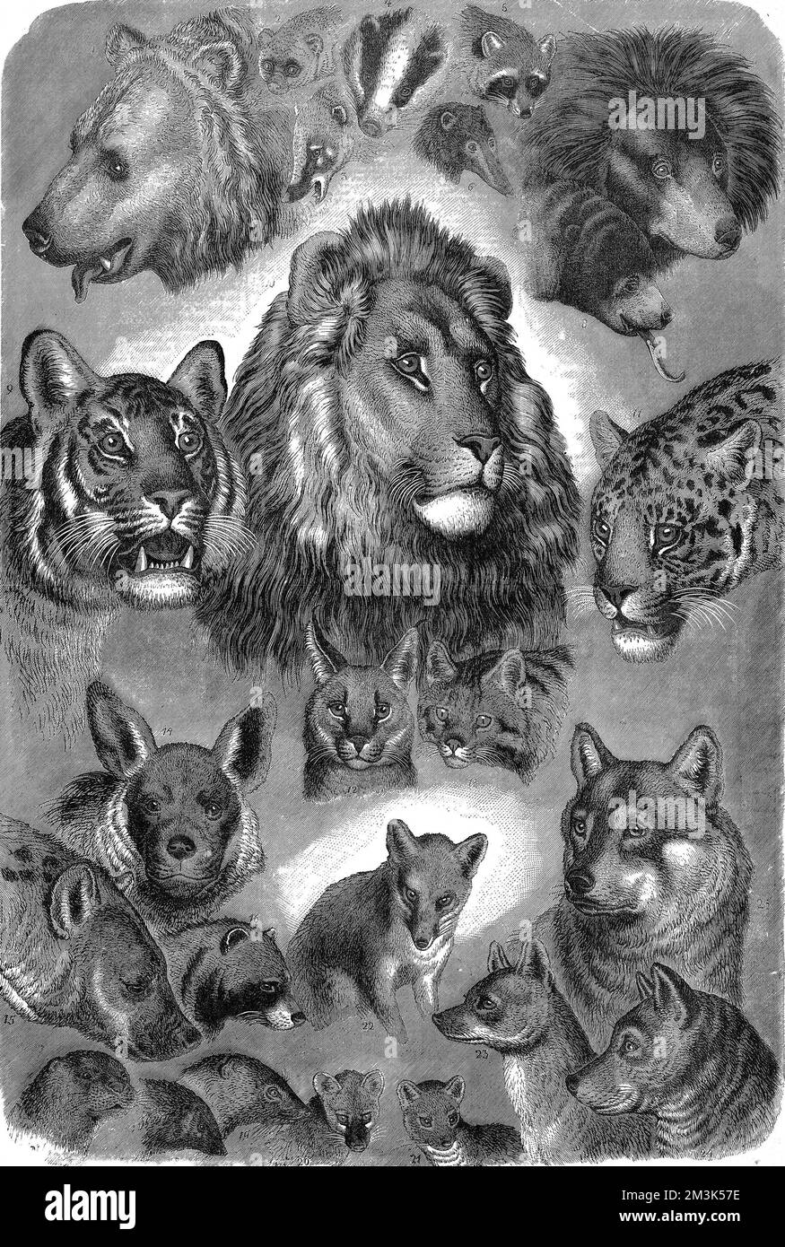 Series of 'portraits' of animals at the Zoological Society's Gardens (London Zoo), Regent's Park.  1877 Stock Photo