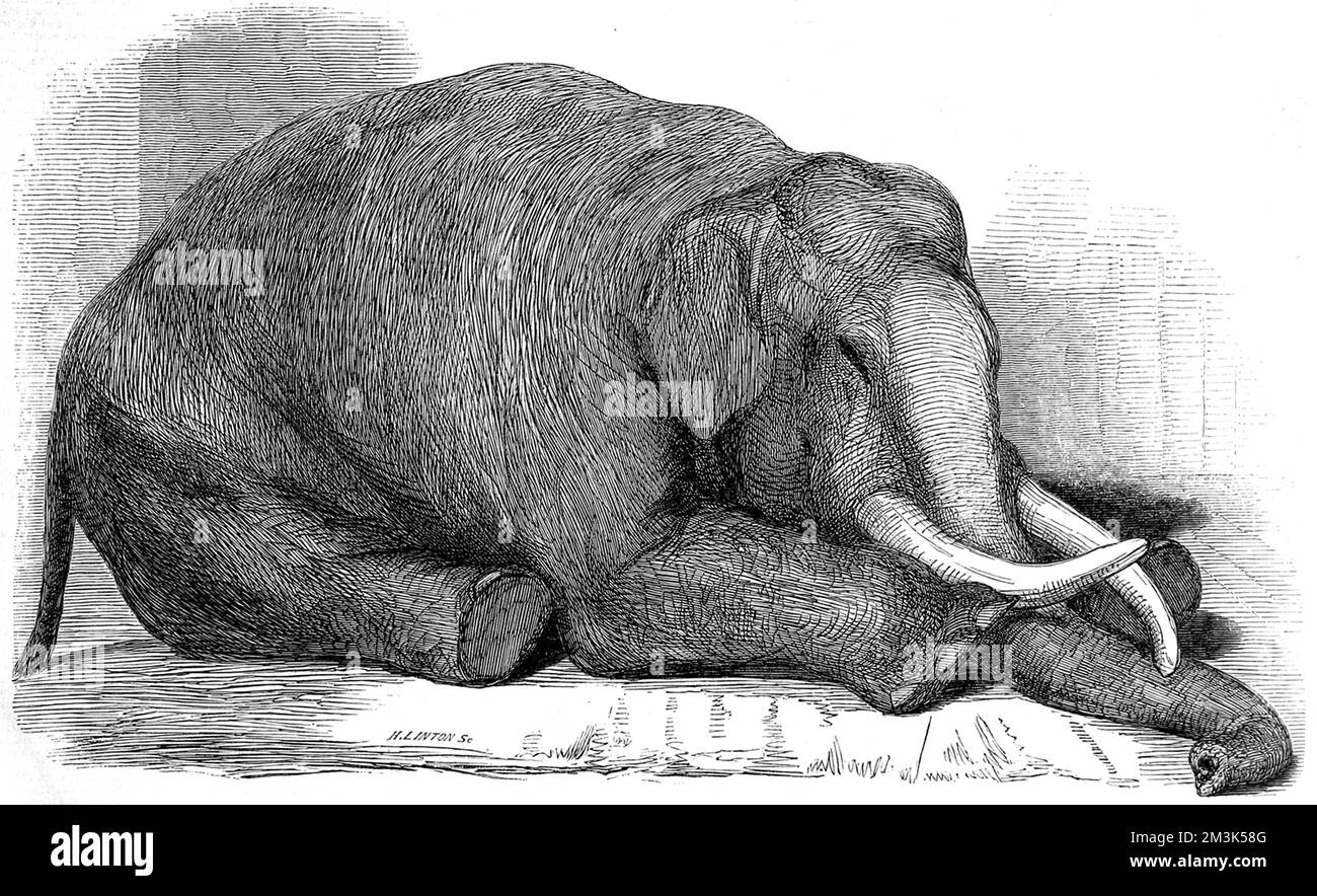 Deceased elephant 'Jack', pride of the Zoological Society's Gardens (London Zoo) in Regent's Park. Jack lived at London Zoo for sixteen years and may have been as old as 40 when he died.     Date: 1847 Stock Photo