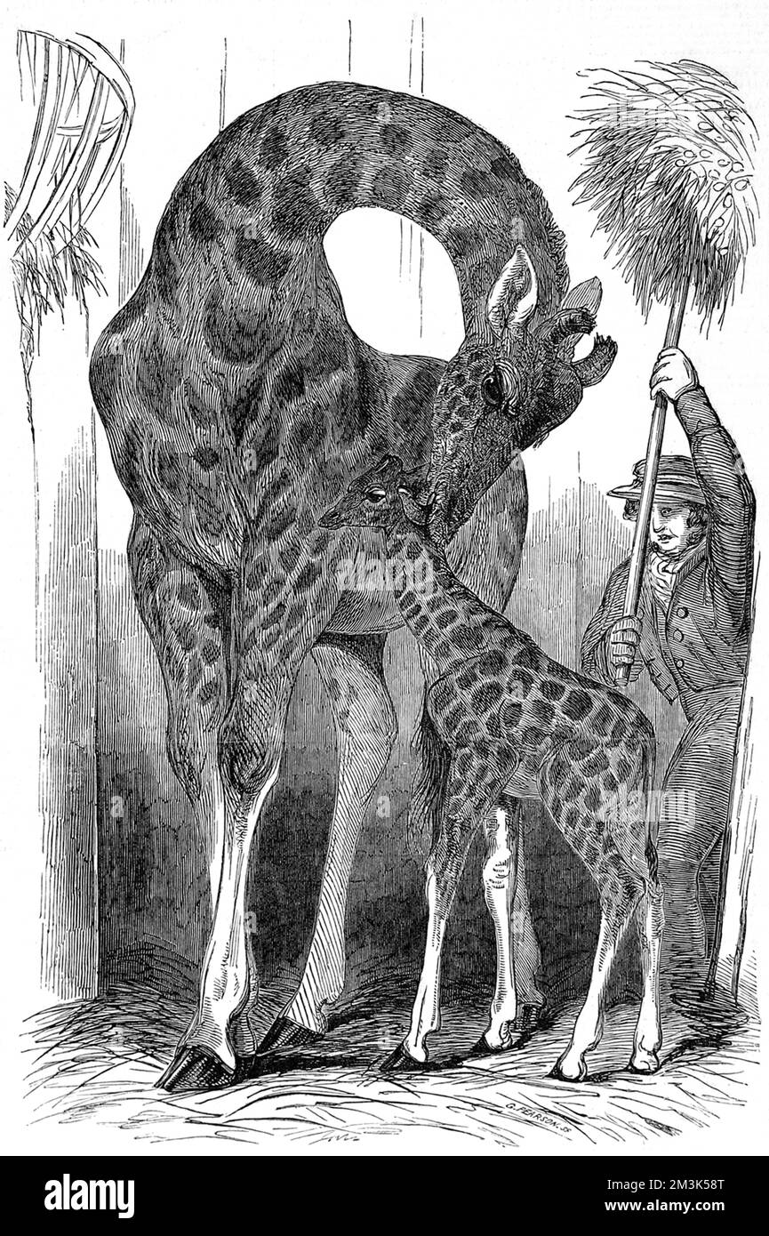 Giraffe and its young, with a keeper bringing in some hay, at the Zoological Society's Gardens (London Zoo) in Regent's Park, 1849.  1849 Stock Photo